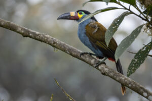 Toucan-2024_2368-Enhanced-NR