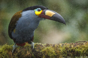 Toucan-2024_2506-Enhanced-NR-1
