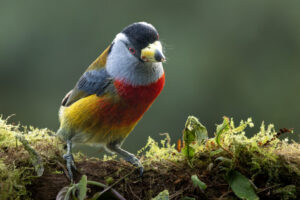 Toucan-Barbet-2024_0039-Enhanced-NR-1