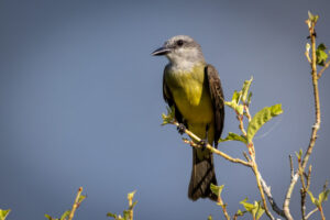 Tropical-Kingbird-2024_M2A4409-1