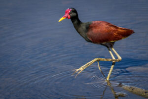 Wattled-Jacana-2024_M2A4236-Enhanced-NR-1