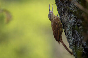 Woodcreeper-2024_0312-Enhanced-NR
