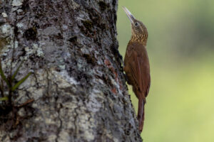 Woodcreeper-2024_0916-Enhanced-NR