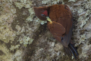 Woodpecker-Chestnut-2024_9337-Enhanced-NR