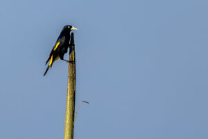 Yellow-Rumped-Cacique-2024_1150-1