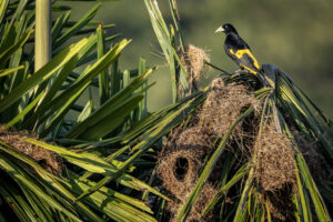 Yellow-Rumped-Cacique-2024_1173-1