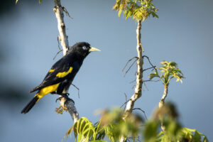 Yellow-Rumped-Cacique-2024_1260-Enhanced-NR-1