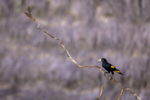 Yellow-Rumped-Cacique-2024_M2A1734-Enhanced-NR-1