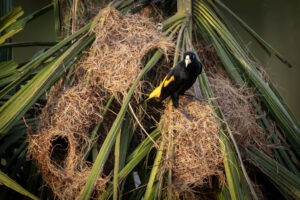 Yellow-Rumped-Cacique-2024_M2A1940-Enhanced-NR-1