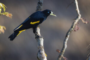 Yellow-Rumped-Cacique-2024_M2A8403-Enhanced-NR-1