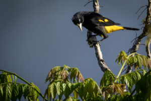 Yellow-Rumped-Cacique-2024_M2A8473-1
