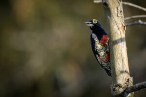 Yellow Tufted Woodpecker clinging to branch, Yasuni National Park, Ecuador