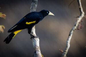 Yellow-rumped-cacique-2024_M2A8421-1
