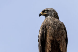 Spain-Black-Kite_M2A4470-Enhanced-NR-1