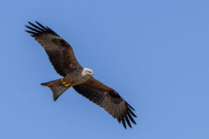 Spain-Black-Kite_M2A6918-Enhanced-NR-1