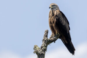 Spain-Black-Kite_M2A9456-Enhanced-NR-1