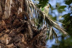 Spain-Parakeet_M2A0770-1