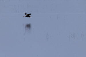 Spain-Purple-Heron_M2A3299-1