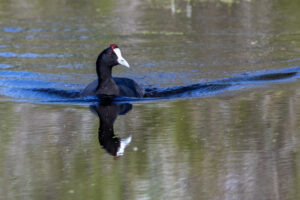 Spain-Red-knobbed-Coot_M2A2392-1