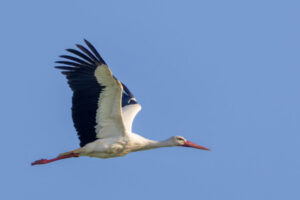 Spain_Stork-M2A0635-Enhanced-NR-1