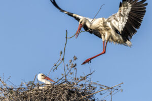 Spain_Stork-M2A1153-1