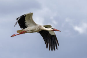 Spain_Stork-M2A5487-1