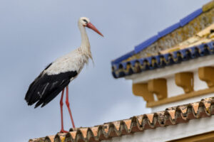 Spain_Stork-M2A5519-1