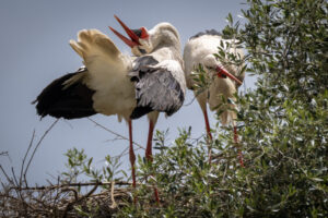 Spain_Stork-M2A5589-1