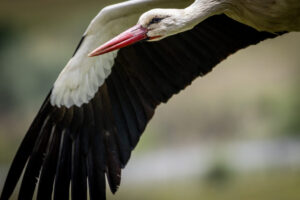 Spain_Stork-M2A5619-1