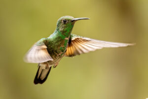 Costa-Rica-2026_M2A4189-1 Costa-Rica-2026_M2A4189-1