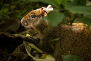 Costa-Rica-Agouti-2026_M2A3043-1 Costa-Rica-Agouti-2026_M2A3043-1