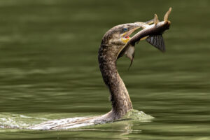 Costa-Rica-Anhinga-2026_M2A9357-1 Costa-Rica-Anhinga-2026_M2A9357-1