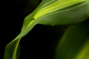 Costa-Rica-Ant-and-Leaf-2026_M2A1445-1 Costa-Rica-Ant-and-Leaf-2026_M2A1445-1