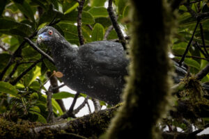 Costa-Rica-Black-Guan-2026_M2A2253-1