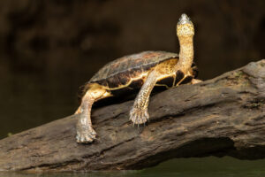 Costa-Rica-Black-River-Turtle-2026_M2A8534-1 Costa-Rica-Black-River-Turtle-2026_M2A8534-1