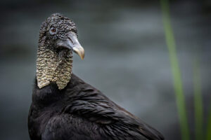 Costa-Rica-Black-Vulture-2026_M2A6710-1 Costa-Rica-Black-Vulture-2026_M2A6710-1