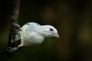 Costa-Rica-Blue-Grey-Tanager-2026_M2A7553-1 Costa-Rica-Blue-Grey-Tanager-2026_M2A7553-1