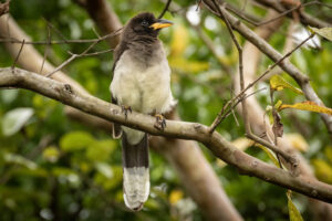 Costa-Rica-Brown-Jay-2026_M2A4196-1 Costa-Rica-Brown-Jay-2026_M2A4196-1