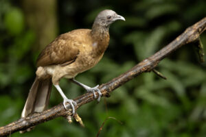 Costa-Rica-Chachalaca-2026_M2A7113-1 Costa-Rica-Chachalaca-2026_M2A7113-1