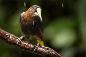 Costa-Rica-Chestnut-Headed-Oropendola-2026_M2A1765-1