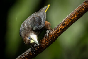 Chestnut-headed oropendola-2026_M2A9289-1 Chestnut-headed oropendola-2026_M2A9289-1