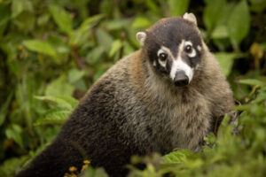 Costa-Rica-Coati-2026_M2A0591-1 Costa-Rica-Coati-2026_M2A0591-1
