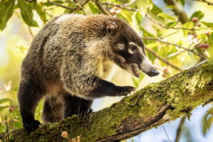 Costa-Rica-Coati-2026_M2A3669-1 Costa-Rica-Coati-2026_M2A3669-1