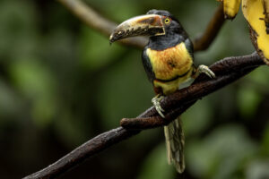 Costa-Rica-Collared-Aracari-2026_M2A3449-1 Costa-Rica-Collared-Aracari-2026_M2A3449-1