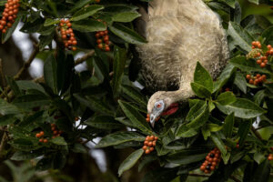 Costa-Rica-Crested-Guan-2026_M2A3754-1 Costa-Rica-Crested-Guan-2026_M2A3754-1