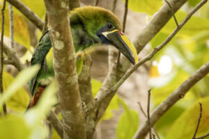 Costa-Rica-Emerald-Toucanet-2026_M2A2845-1