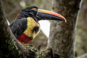 Costa-Rica-Fiery-Billed-Aracari-2026_M2A5122-1 Costa-Rica-Fiery-Billed-Aracari-2026_M2A5122-1