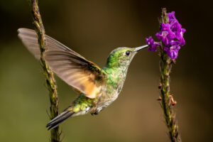 Costa-Rica-Fork-Tailed-Emerald-Fe-2026_M2A5524-1 Costa-Rica-Fork-Tailed-Emerald-Fe-2026_M2A5524-1