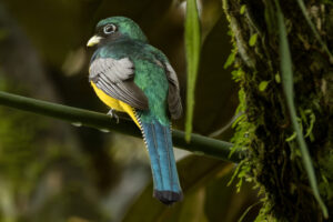 Costa-Rica-Gartered-Trogan-2026_M2A7737-1 Costa-Rica-Gartered-Trogan-2026_M2A7737-1