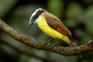 Costa-Rica-Great-Kiskadee-2026_M2A0015-1-1 Costa-Rica-Great-Kiskadee-2026_M2A0015-1-1